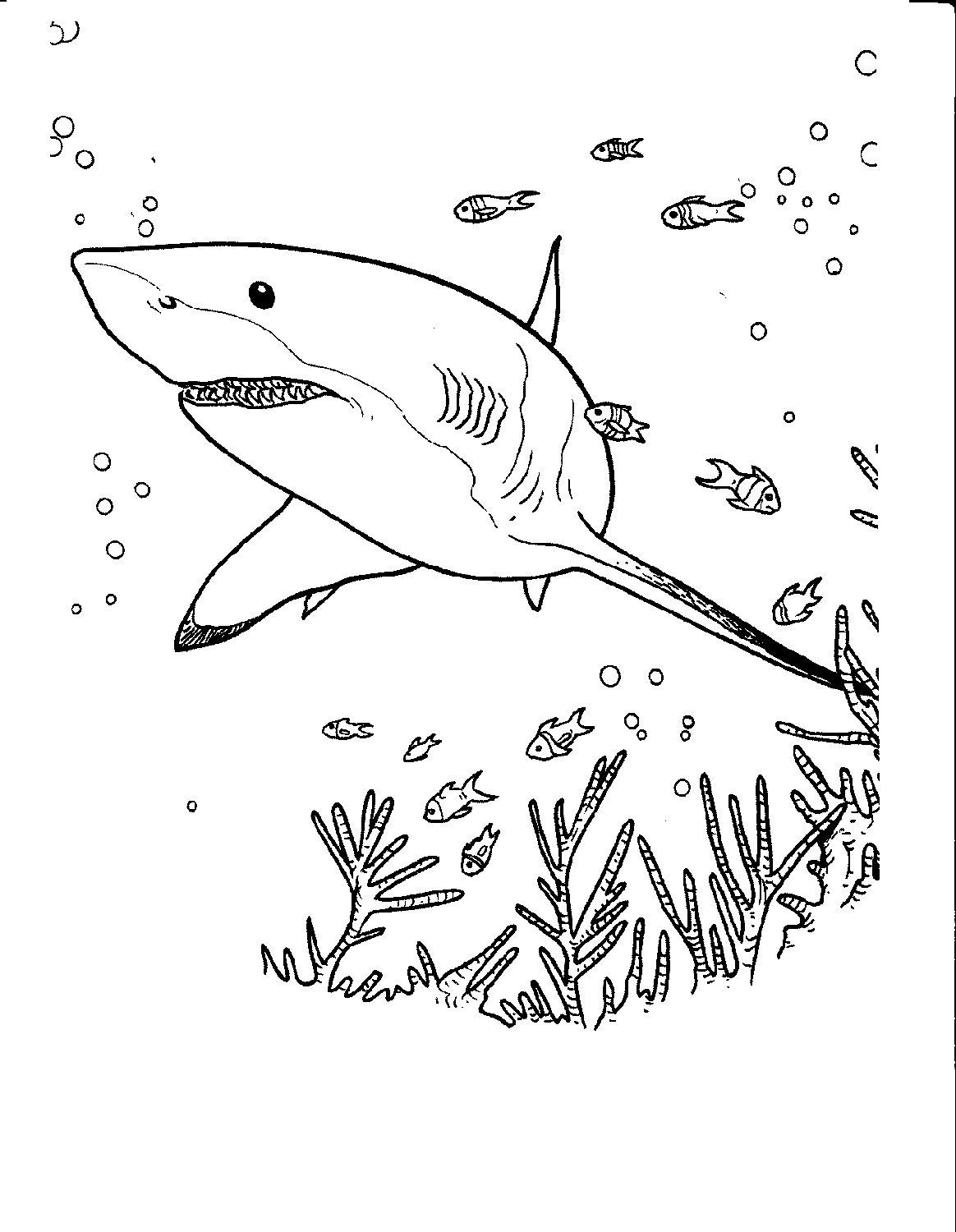 Free Shark Color Pages Activity Shelter