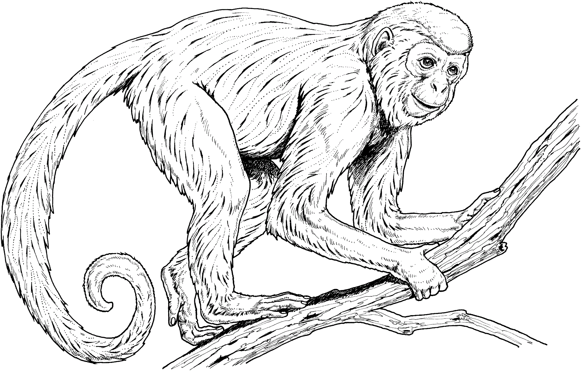 Coloring Pages Of Monkeys Printable Activity Shelter