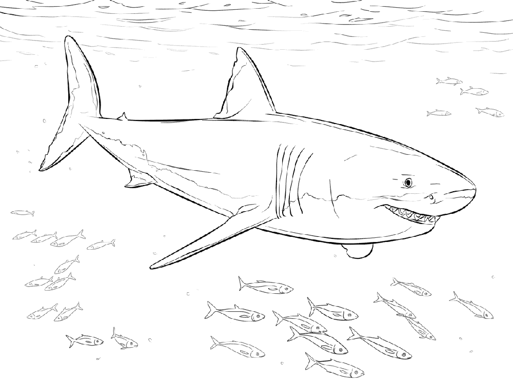 Coloring Pages Pictures Of Sharks To Draw / A Simple Drawing Of Great ...