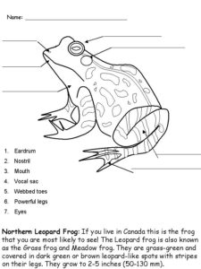 Frog Activities for Kids | Activity Shelter