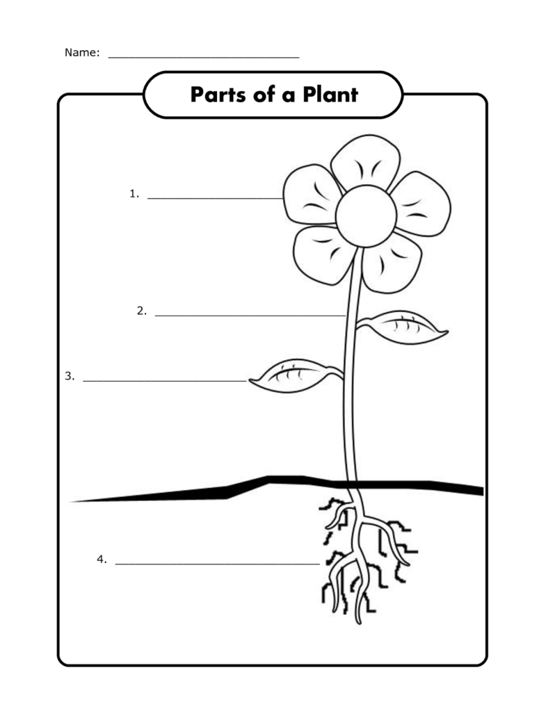 Free Science Worksheets Activity Shelter